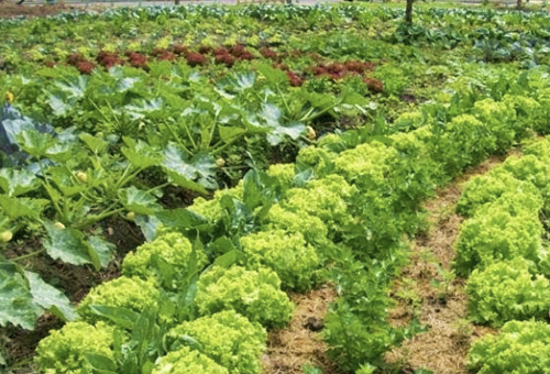 Cuáles son las características y ventajas del policultivo agrícola