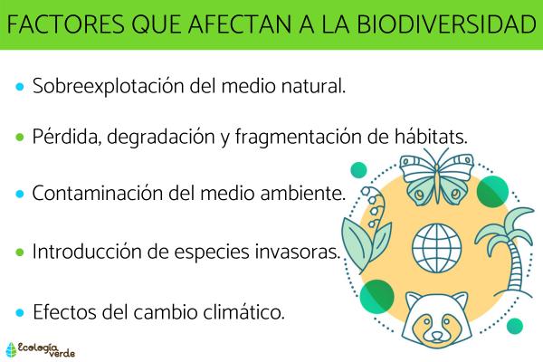 Cuáles son las causas y el origen de la biodiversidad en el planeta