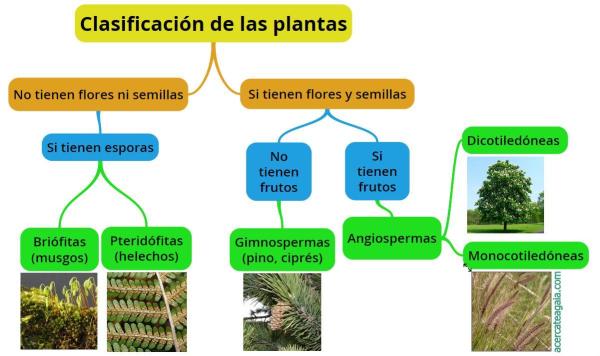 Cuáles son las clases de plantas que no conocías hasta ahora