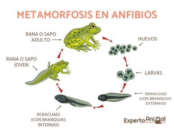 Cuáles son las clasificaciones y usos de los renacuajos