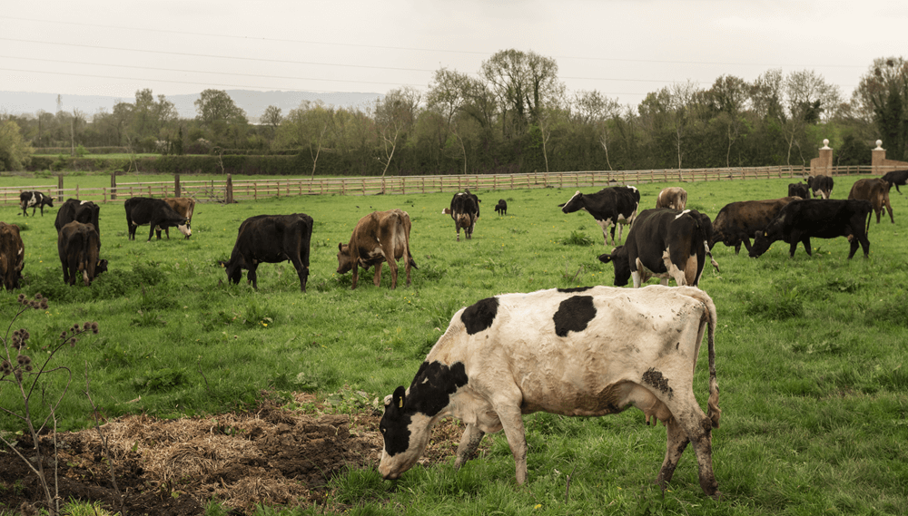 Cuáles son las claves de la ganadería y agricultura en el rural