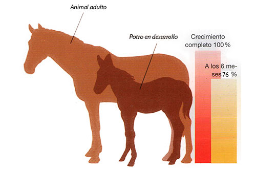 Cuáles son las diferencias clave entre potros y caballos adultos