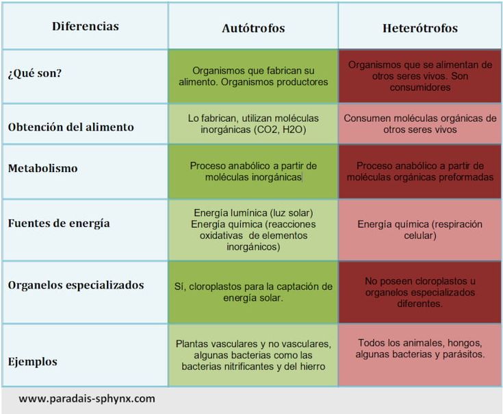 Cuáles son las diferencias entre autótrofos y heterótrofos