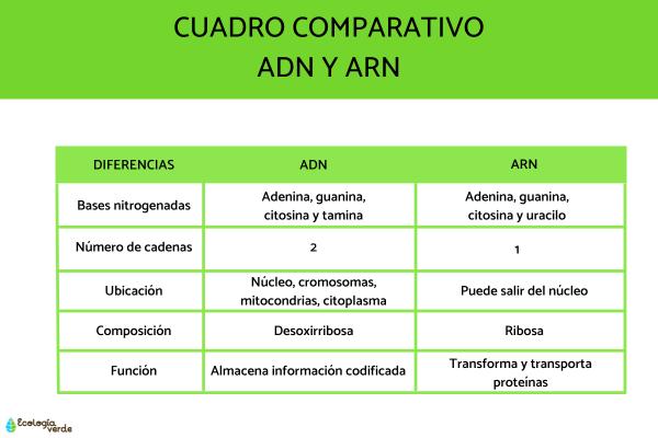 Cuáles son las diferencias y estructuras del ADN y ARN
