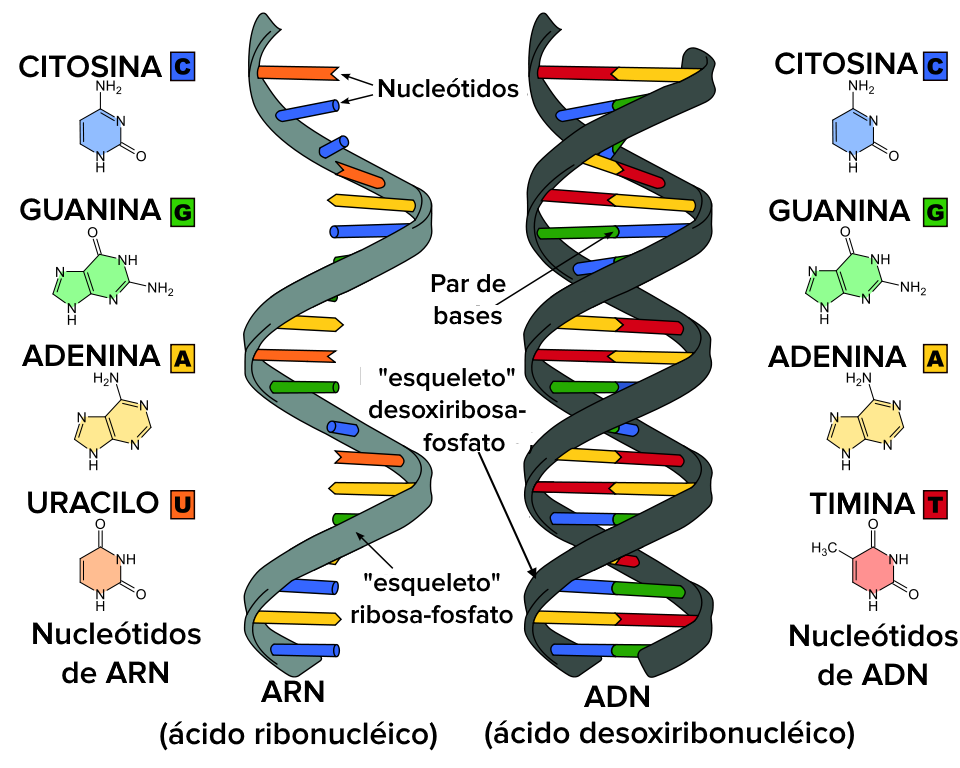 Cuáles son las etapas clave en el dibujo y síntesis de proteínas