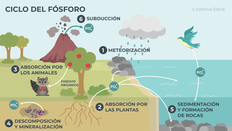 Cuáles son las etapas del ciclo del fósforo y su representación