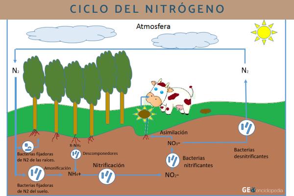 Cuáles son las etapas del ciclo del nitrógeno y su importancia