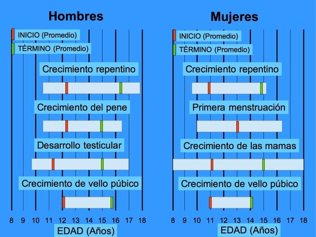 Cuáles son las etapas y características clave de la pubertad