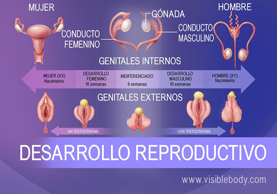 Cuáles son las etapas y el aparato en la reproducción humana