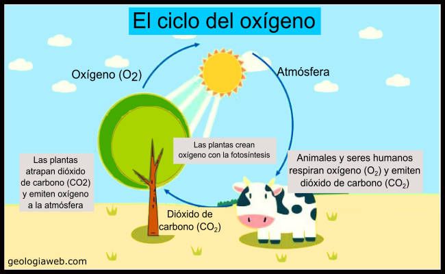 Cuáles son las etapas y secretos del ciclo del oxígeno natural