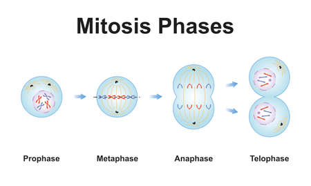 Cuáles son las fases de la mitosis y cómo se ilustran en un dibujo