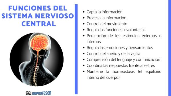 Cuáles son las funciones clave del sistema nervioso central