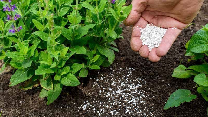 Cuáles son las funciones de los gramos y su importancia en el jardín