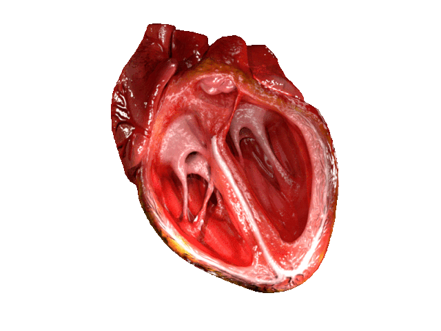 Cuáles son las funciones del corazón humano y su poder esencial