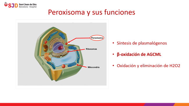 Cuáles son las funciones e importancia de los peroxisomas en células