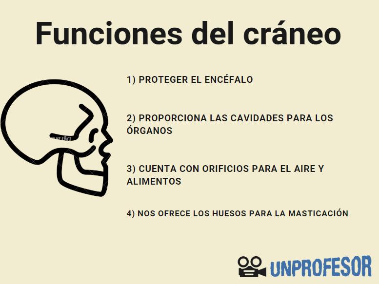 Cuáles son las funciones esenciales del cráneo humano y qué es