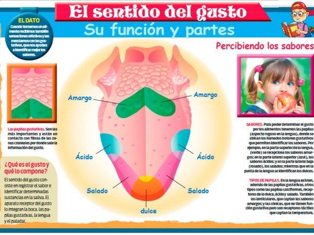 Cuáles son las funciones y características de la anatomía del gusto