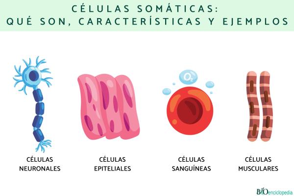 Cuáles son las funciones y ejemplos de las células somáticas