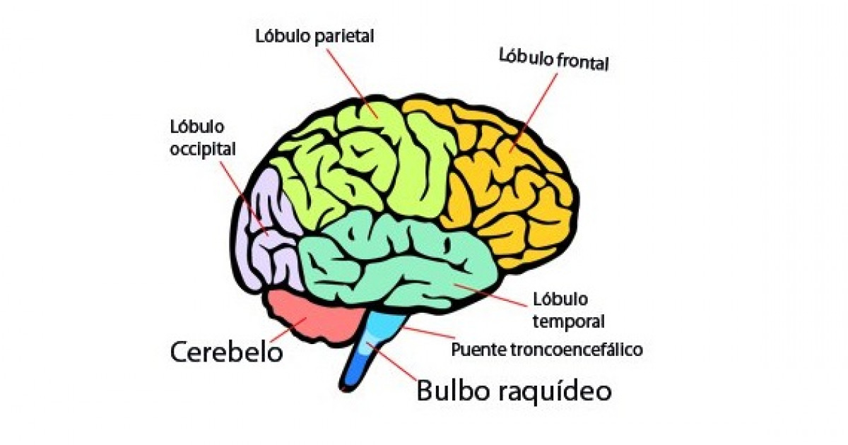 Cuáles son las partes del cerebro y qué funciones clave desempeñan
