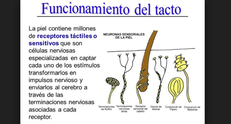 Cuáles son las partes y funciones del sentido del tacto