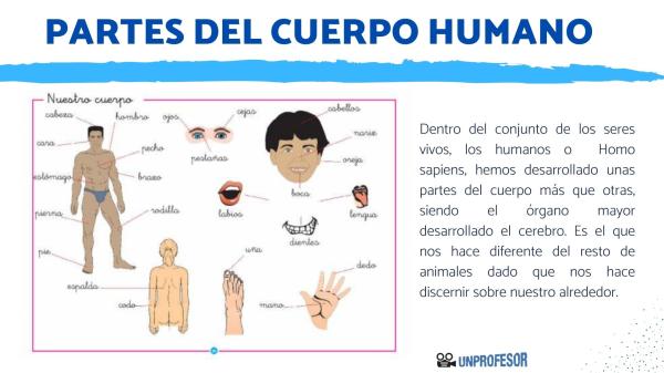 Cuáles son las partes y funciones esenciales del cuerpo humano