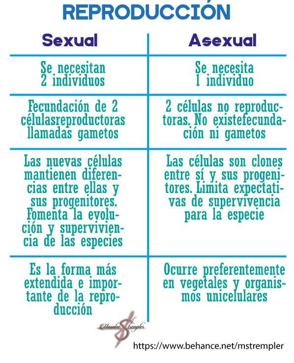 Cuáles Son las Principales Características del Asexual y Sexual