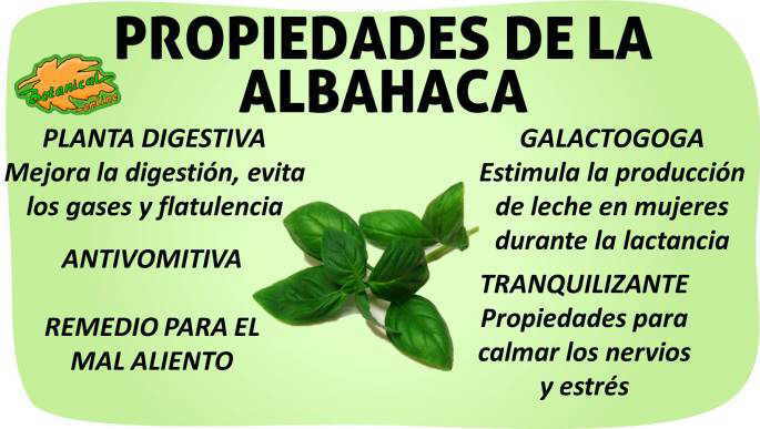 Cuáles son las propiedades y beneficios esenciales de la albahaca