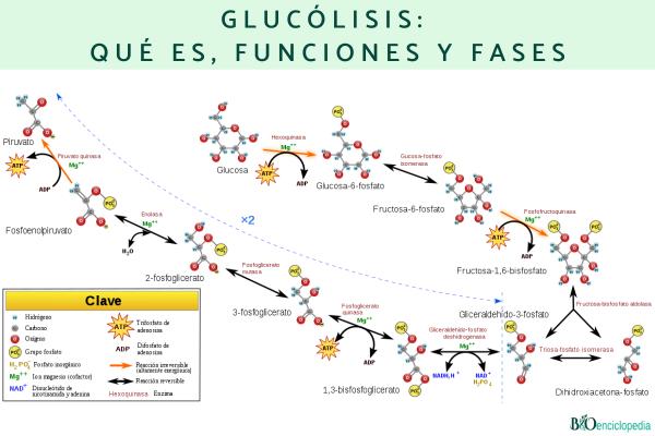Cuáles son las reacciones de glucólisis y su rol en el metabolismo