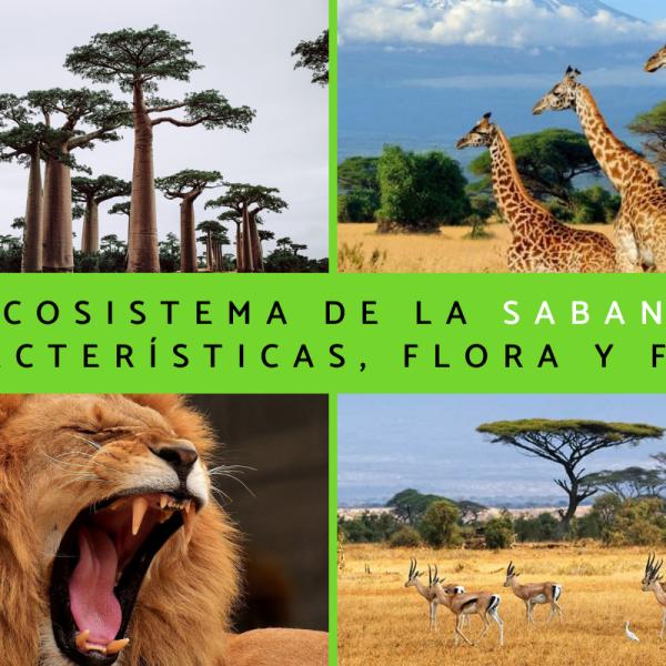Cuáles son las sorprendentes características de la flora y fauna tropical