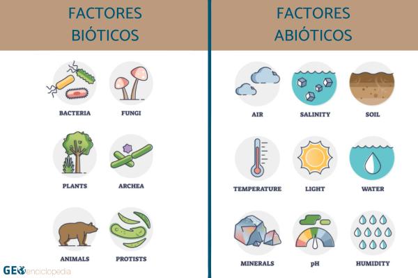 Cuáles son los 10 factores abióticos clave y su importancia
