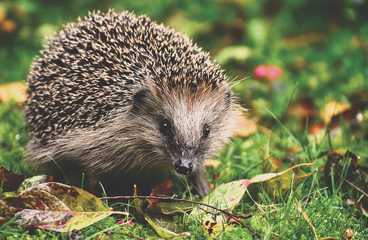 Cuáles son los 15 animales que hibernan y sus características únicas