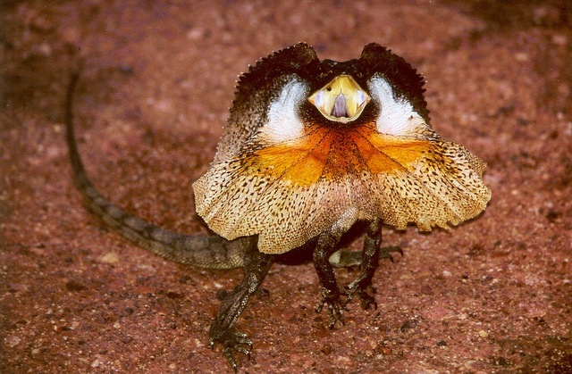 Cuáles son los 25 animales rastreadores más asombrosos y por qué