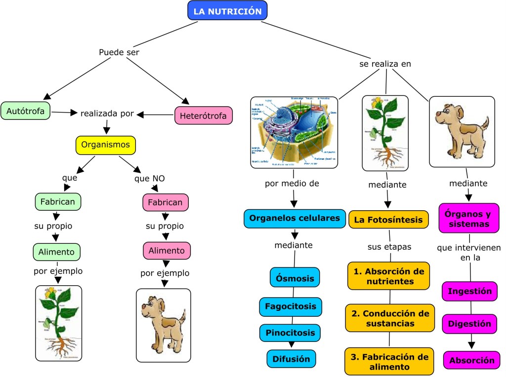 Cuáles son los 5 ejemplos clave de AUTÓTROFOS y HETERÓTROFOS