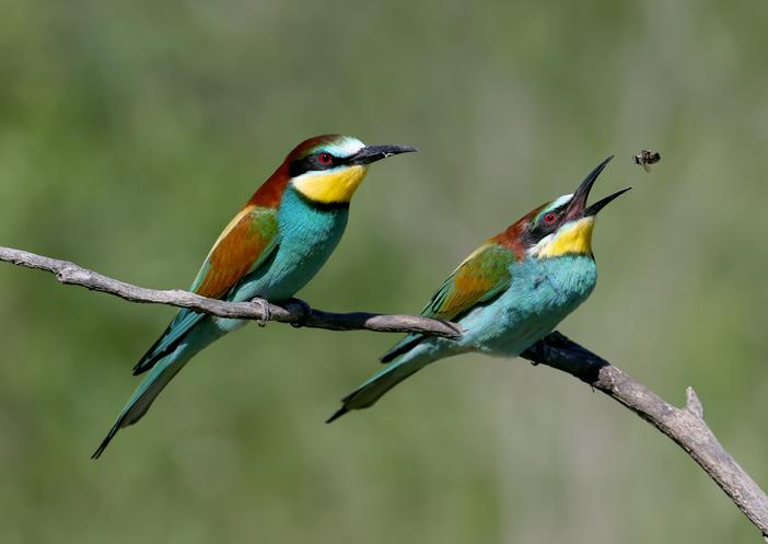 Cuáles son los 50 ejemplos más sorprendentes de animales insectívoros