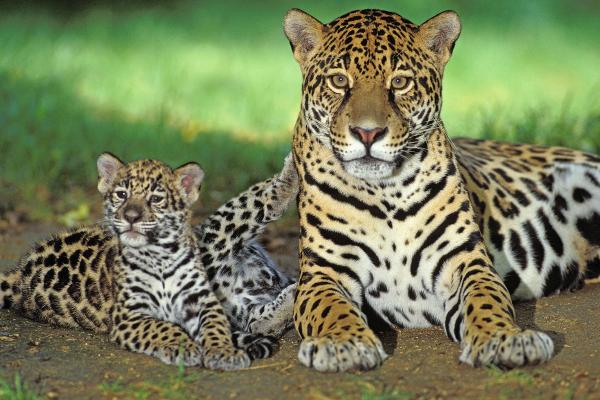 Cuáles son los alimentos que componen la dieta del jaguar