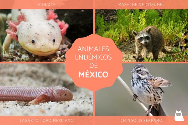 Cuáles son los animales endémicos de México que debes conocer