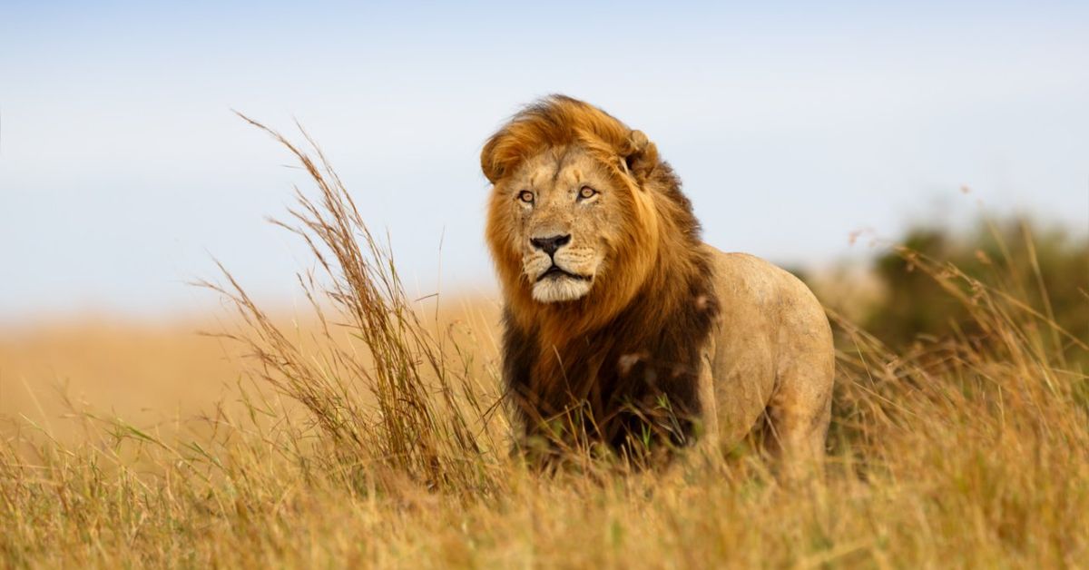 Cuáles son los animales interesantes que comienzan con L
