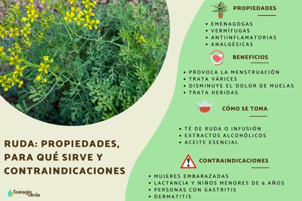 Cuáles son los beneficios y usos esenciales de la ruda