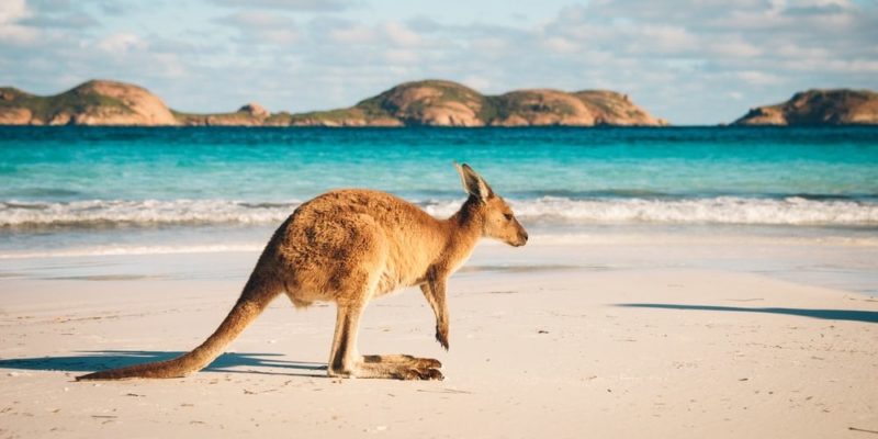 Cuáles son los climas, países y fauna destacados de Oceanía