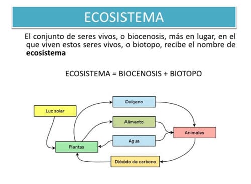 Cuáles son los conceptos y ejemplos clave de ecosistemas acuáticos
