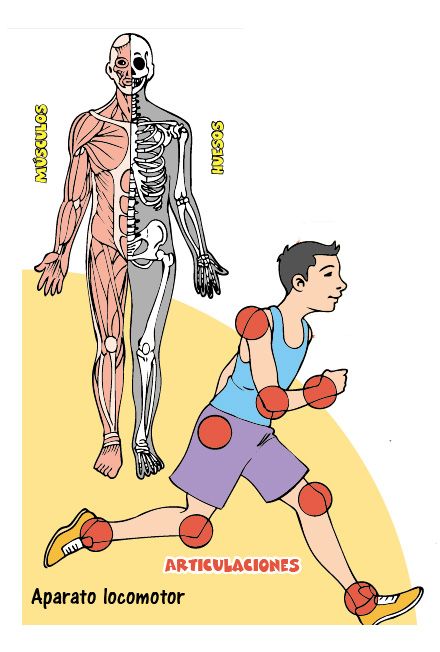 Cuáles son los cuidados y enfermedades del aparato locomotor