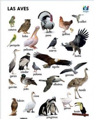 Cuáles son los diferentes tipos de animales voladores y ejemplos