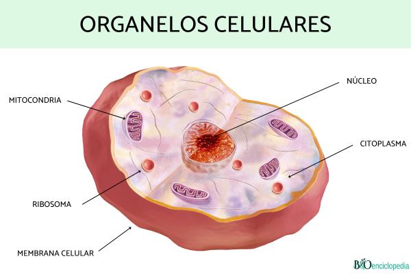 Cuáles son los ejemplos de orgánulos celulares y sus funciones