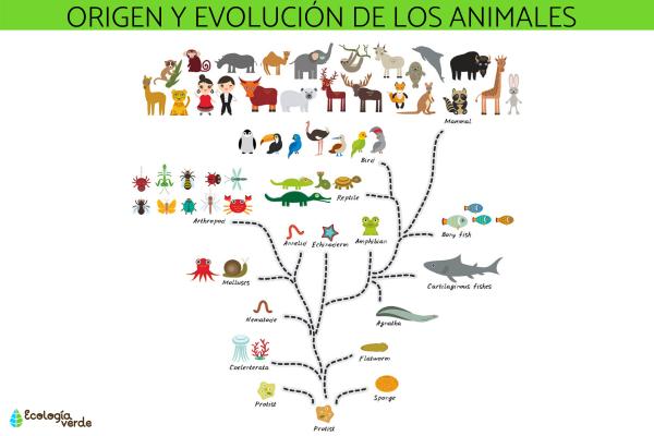 Cuáles son los ejemplos más sorprendentes de evolución biológica