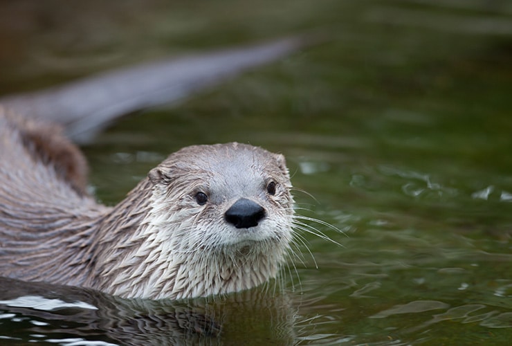 Cuáles son los ejemplos más sorprendentes de vivíparos curiosos