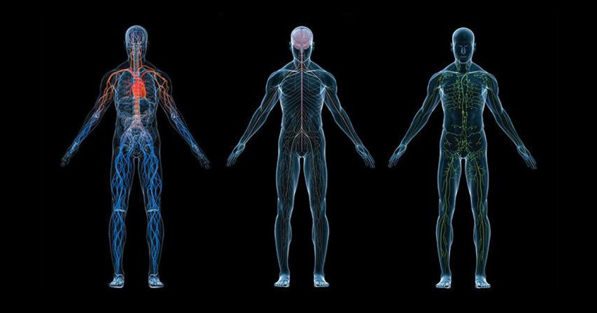 Cuáles son los ejemplos, tipos y orígenes de la fisiología
