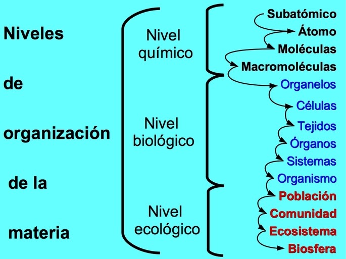 Cuáles son los ejemplos y niveles de organización a nivel atómico