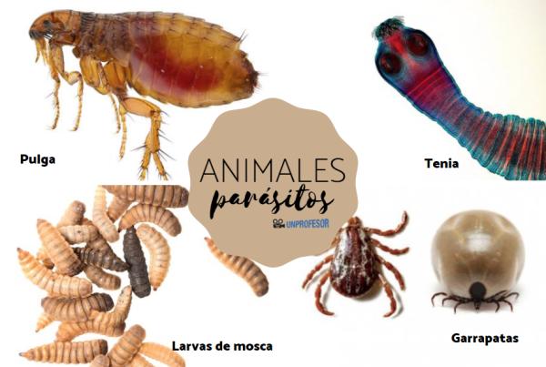 Cuáles son los ejemplos y tipos de parasitismo que existen