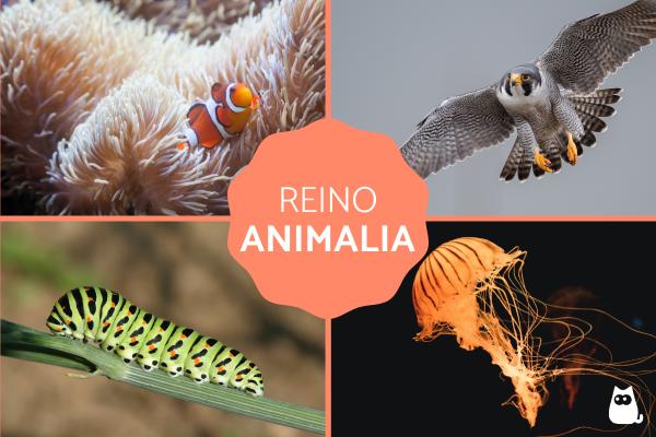 Cuáles son los filos más interesantes en el reino animal hoy