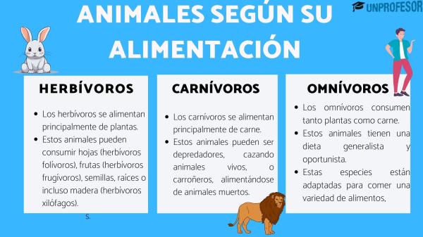 Cuáles son los hábitos alimenticios y qué comen los animales